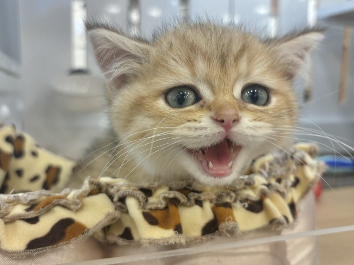 ブリティッシュショートヘア