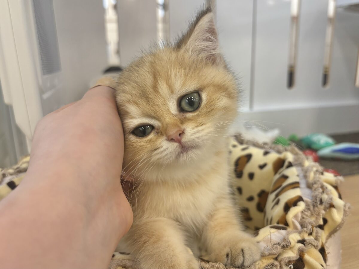 ブリティッシュショートヘア