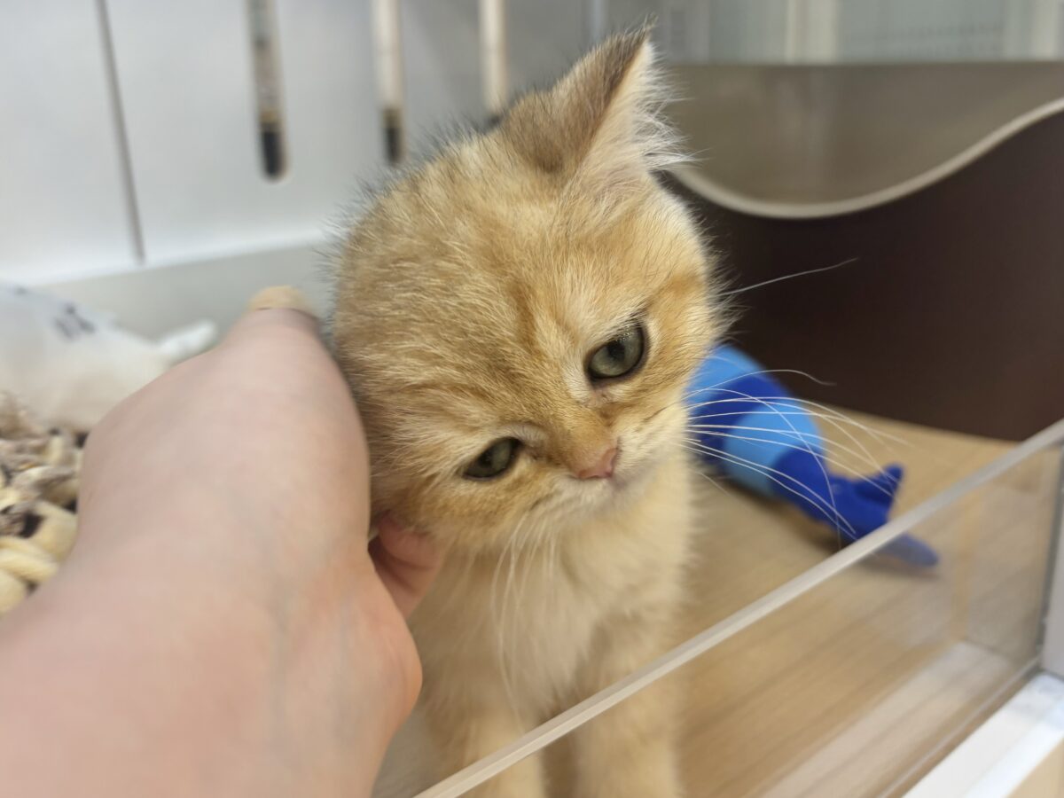 ブリティッシュショートヘア