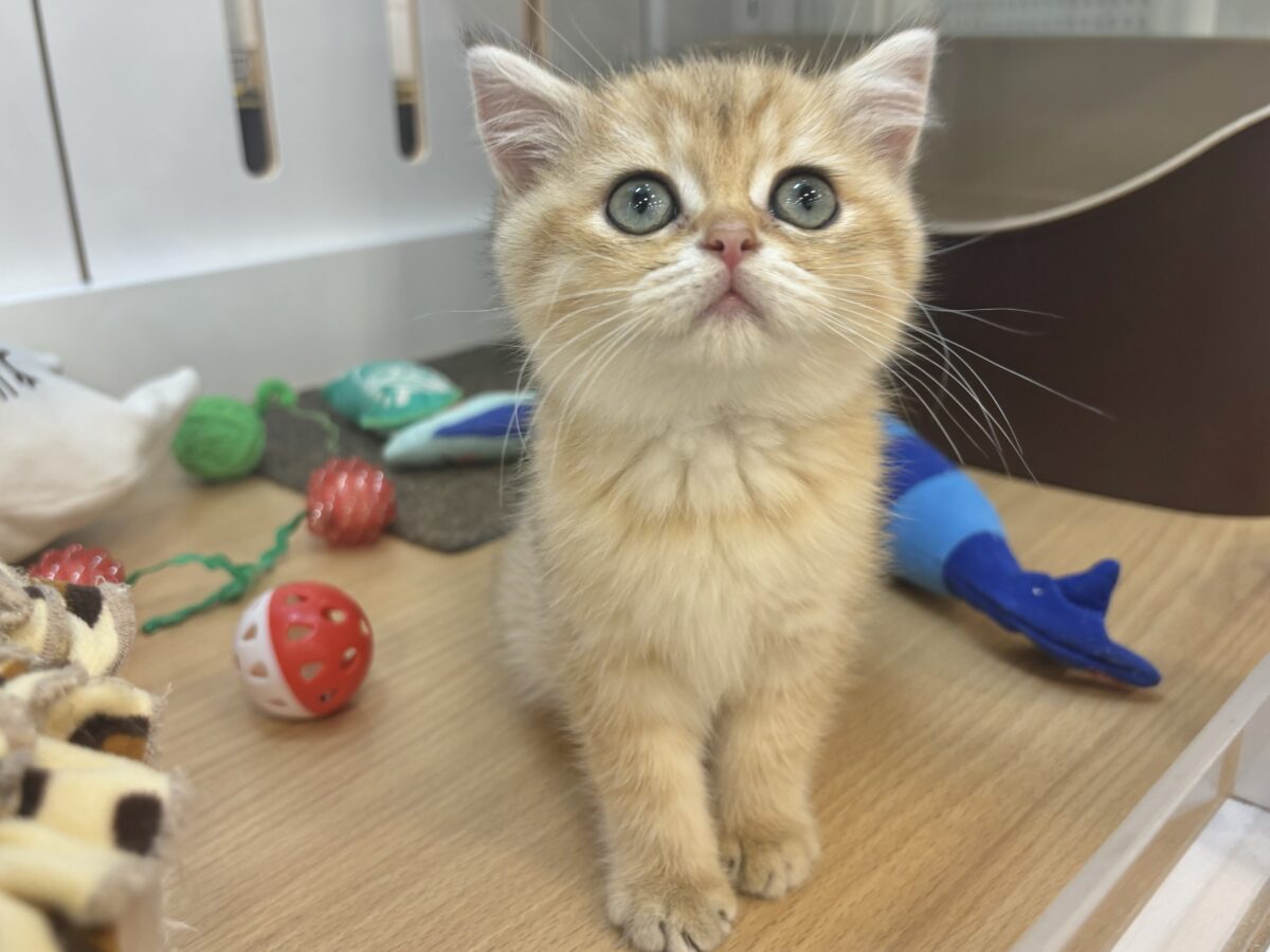 ブリティッシュショートヘア