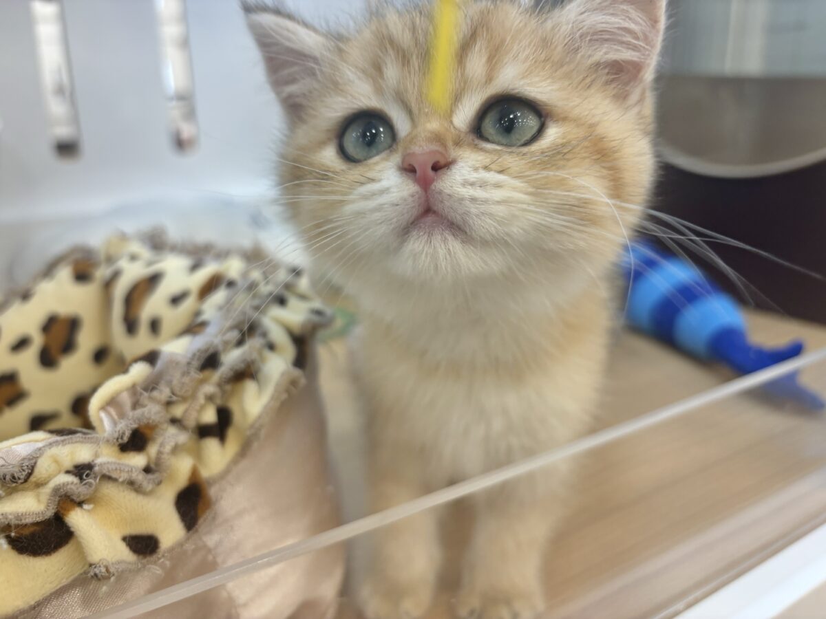 ブリティッシュショートヘア