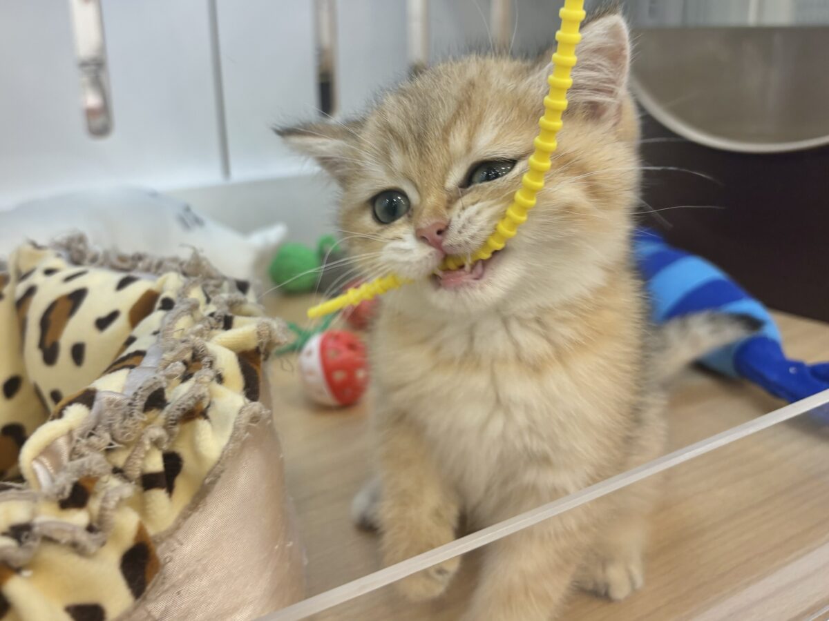 ブリティッシュショートヘア