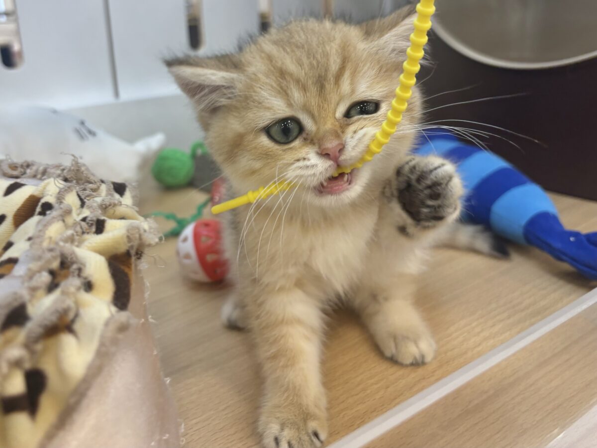 ブリティッシュショートヘア