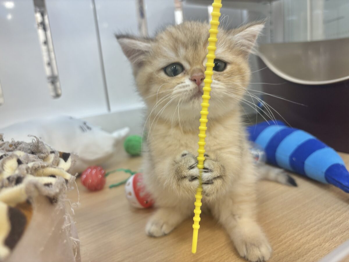 ブリティッシュショートヘア