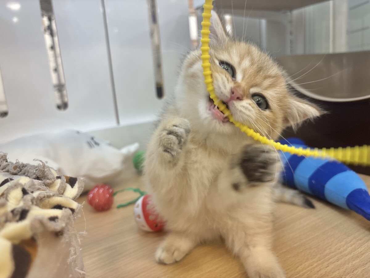 ブリティッシュショートヘア