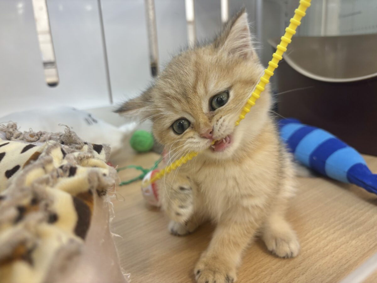 ブリティッシュショートヘア