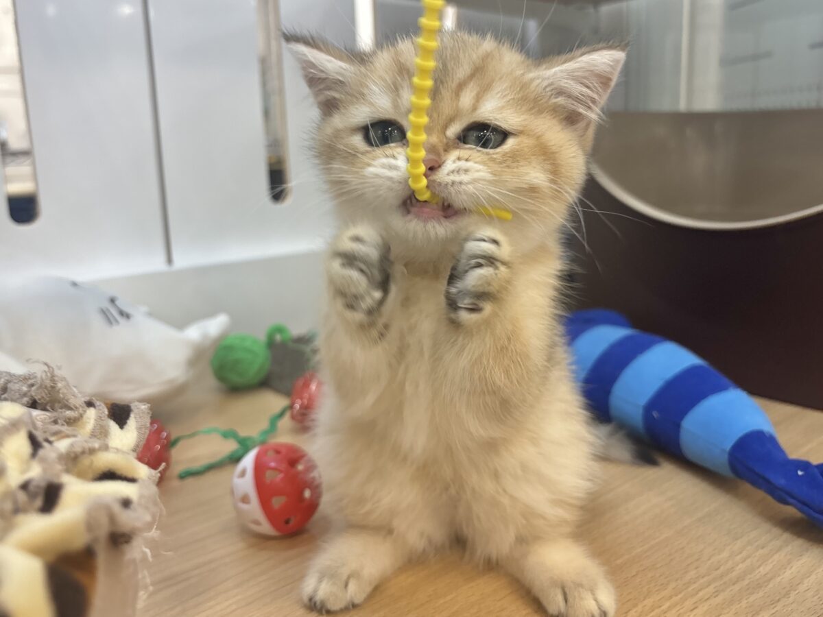 ブリティッシュショートヘア