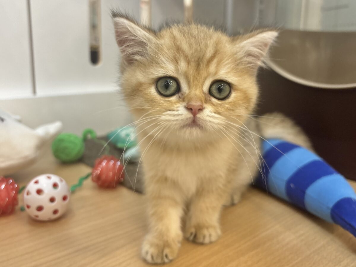 ブリティッシュショートヘア