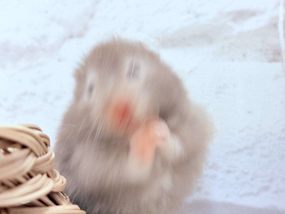 抱っこOK◎おてんばふんわり天使🪽🐹セーブルハムスター(女の子) ゴールデンハムスター