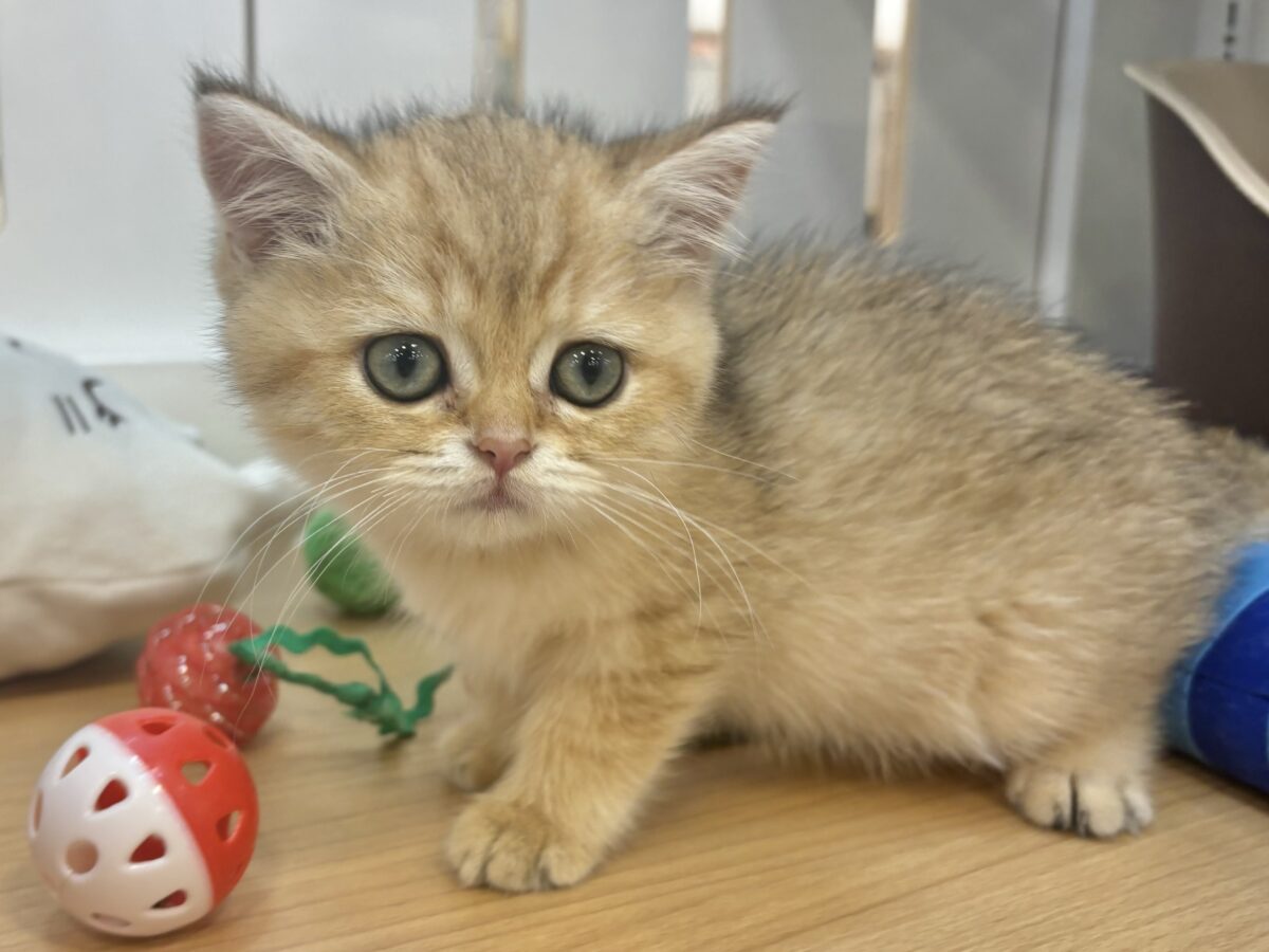 ブリティッシュショートヘア