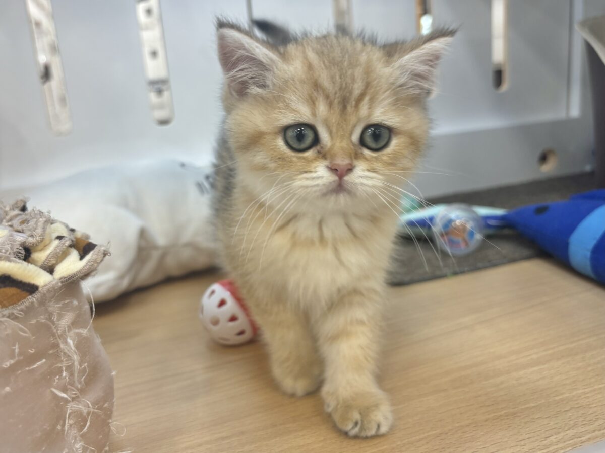ブリティッシュショートヘア