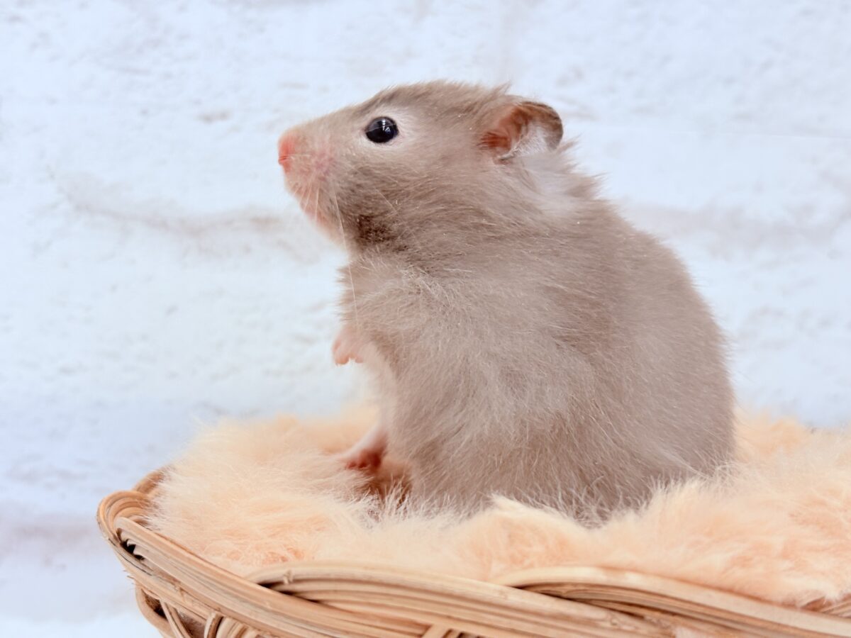 抱っこOK◎おてんばふんわり天使🪽🐹セーブルハムスター(女の子) ゴールデンハムスター
