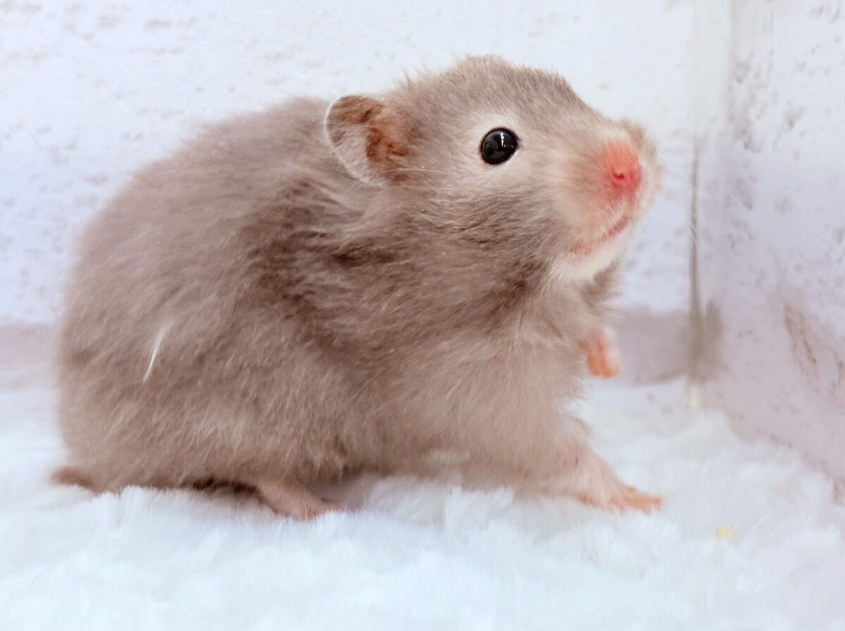ゴールデンハムスター