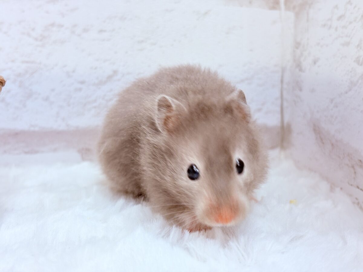 抱っこOK◎おてんばふんわり天使🪽🐹セーブルハムスター(女の子) ゴールデンハムスター