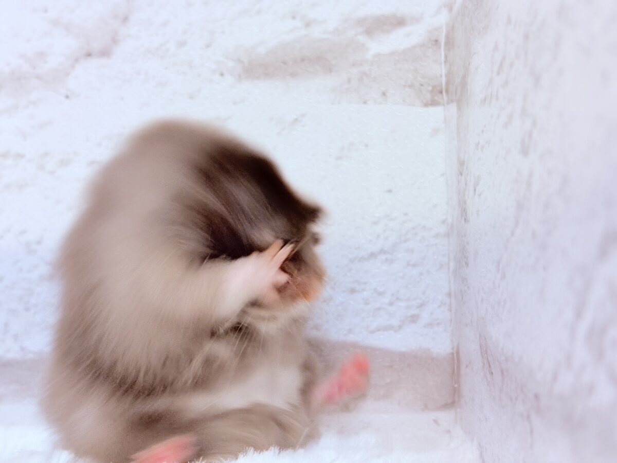 ゴールデンハムスター