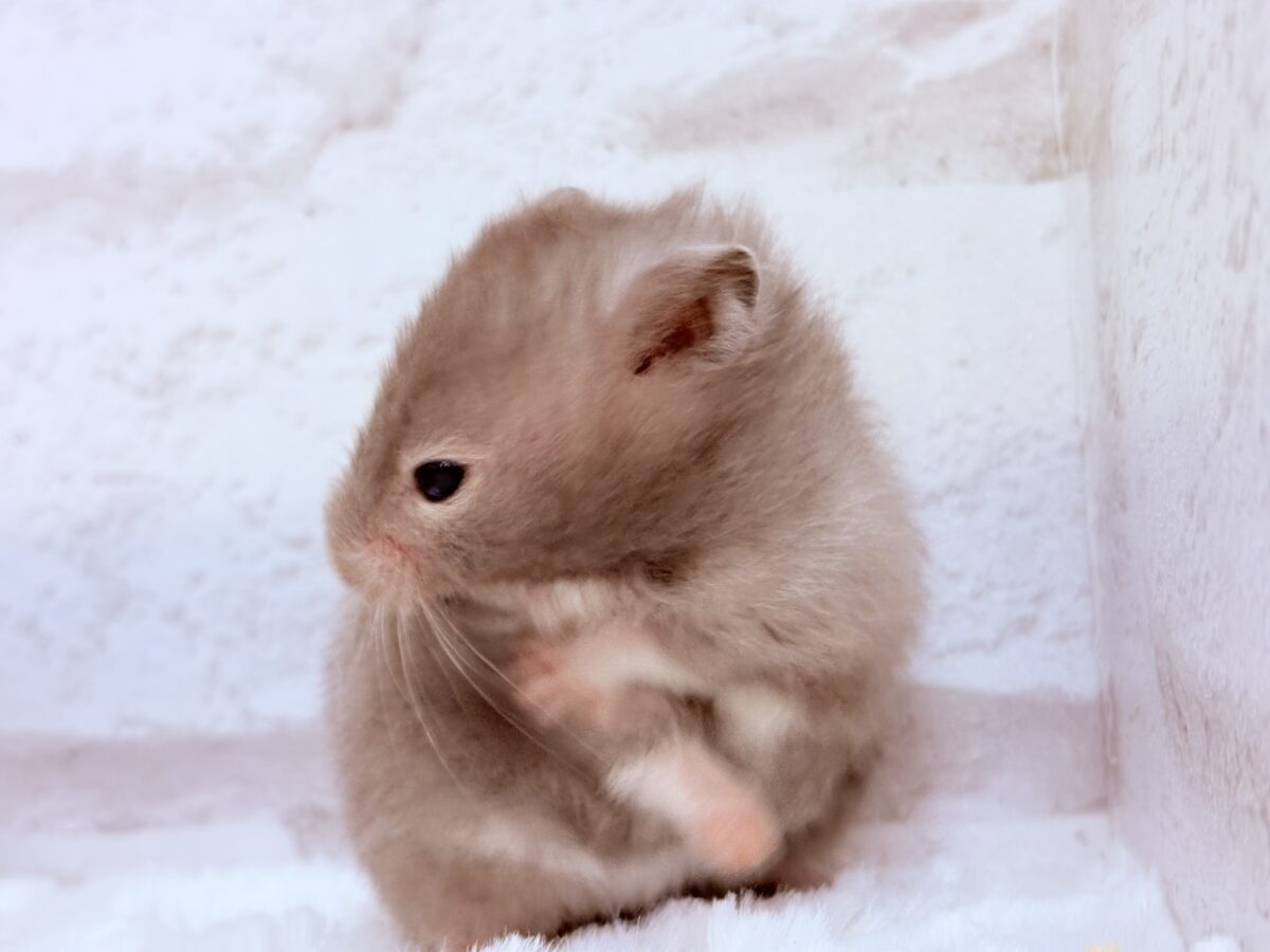 ゴールデンハムスター