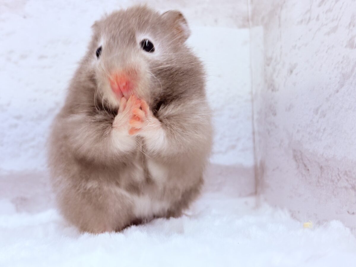 抱っこOK◎おてんばふんわり天使🪽🐹セーブルハムスター(女の子) ゴールデンハムスター