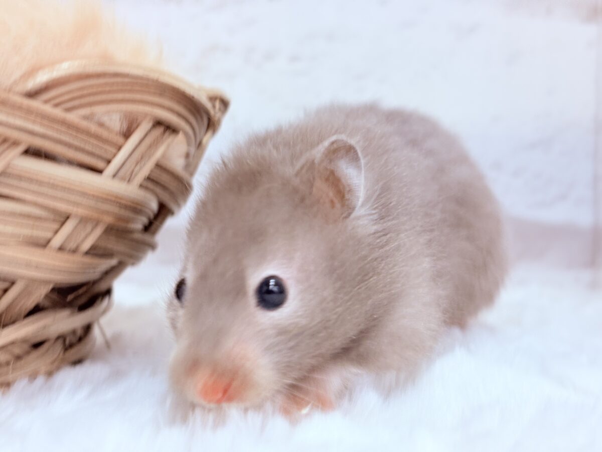 抱っこOK◎おてんばふんわり天使🪽🐹セーブルハムスター(女の子) ゴールデンハムスター