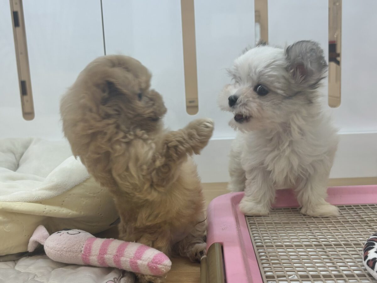 マルプー