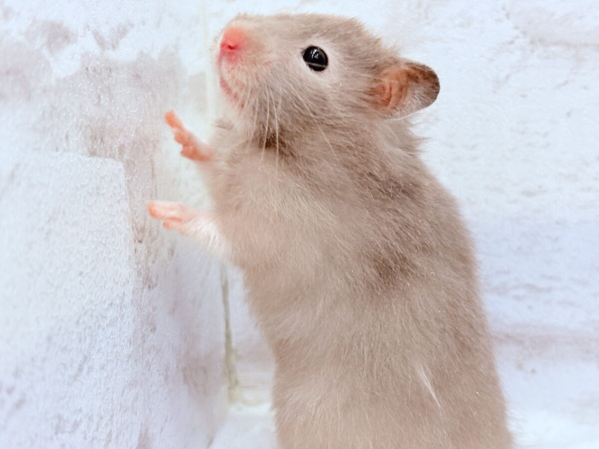抱っこOK◎おてんばふんわり天使🪽🐹セーブルハムスター(女の子) ゴールデンハムスター