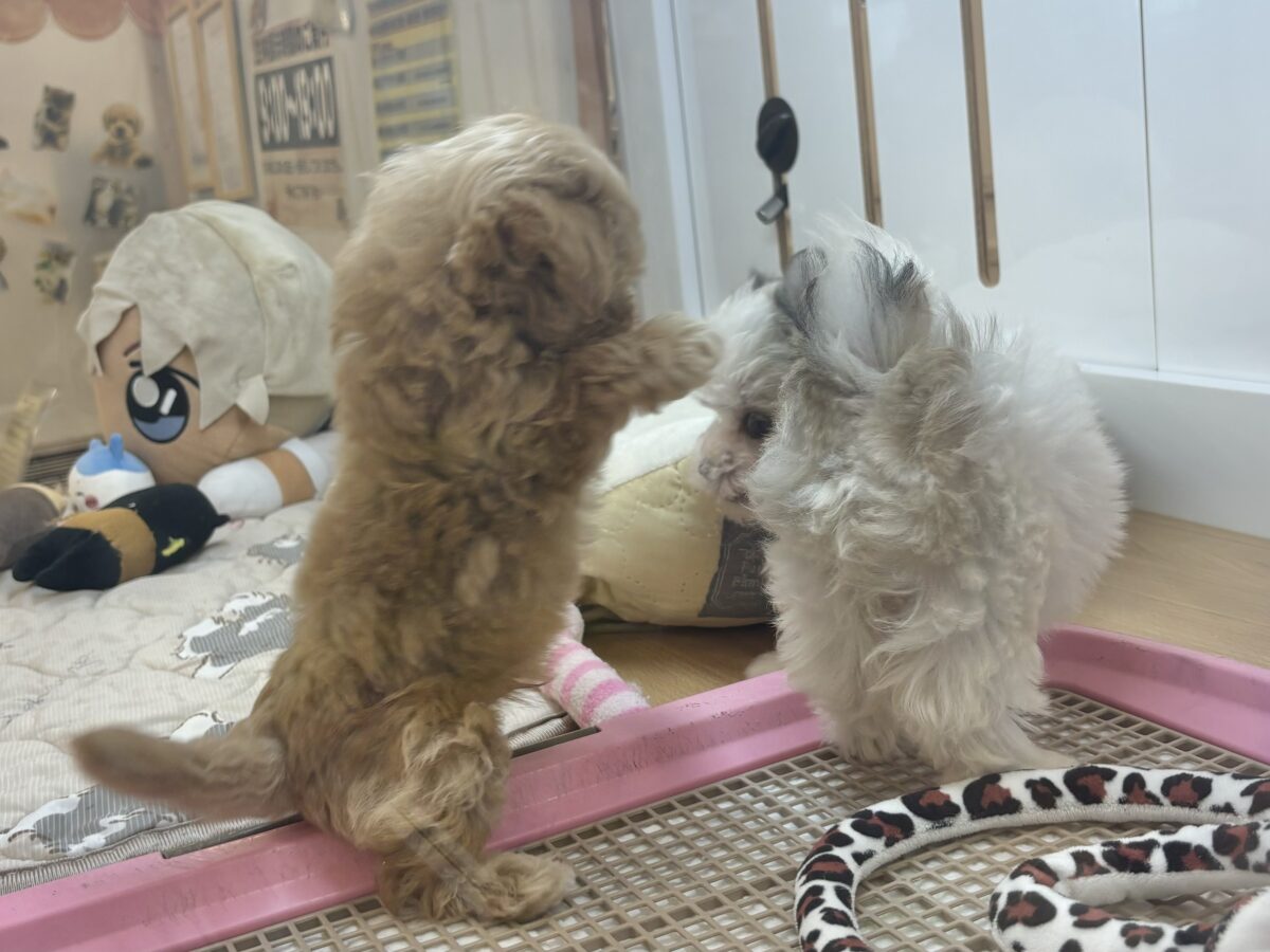 マルプー
