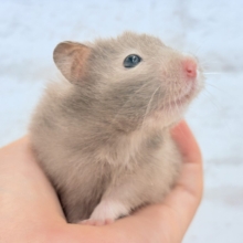 抱っこOK◎おてんばふんわり天使🪽🐹セーブルハムスター(女の子)