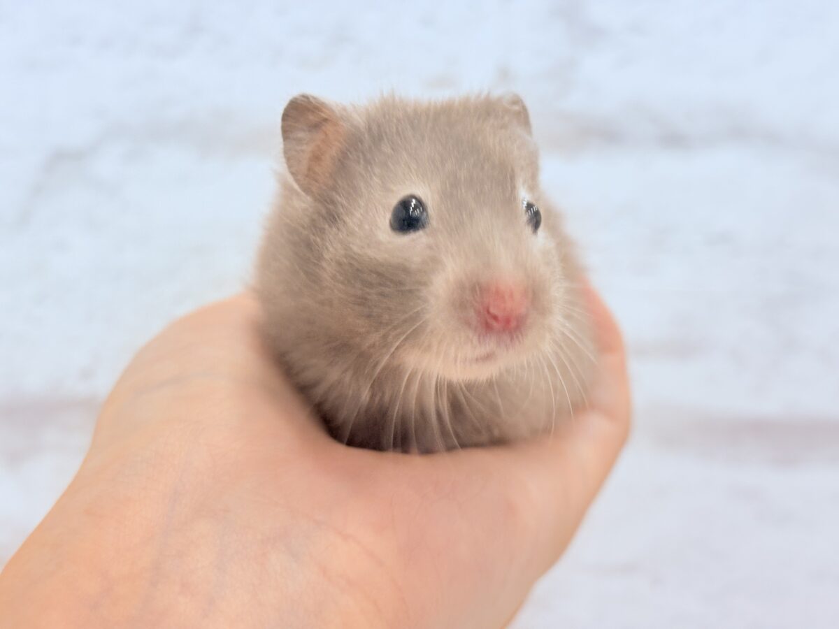 抱っこOK◎おてんばふんわり天使🪽🐹セーブルハムスター(女の子) ゴールデンハムスター