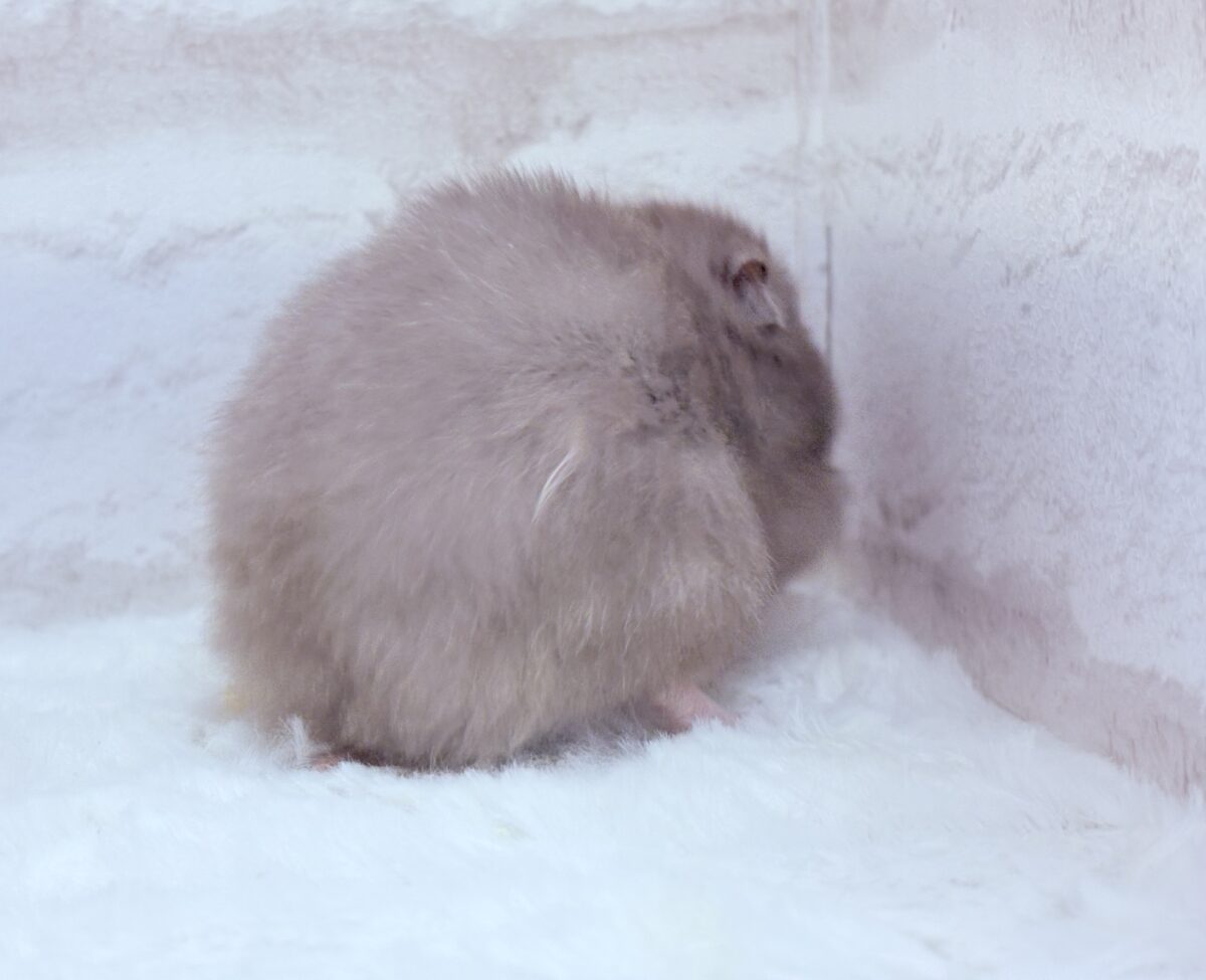 抱っこOK◎おてんばふんわり天使🪽🐹セーブルハムスター(女の子) ゴールデンハムスター