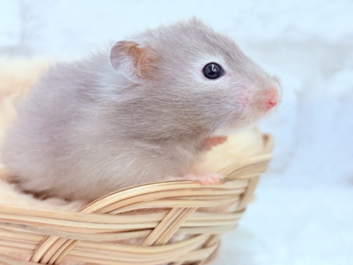 抱っこOK◎おてんばふんわり天使🪽🐹セーブルハムスター(女の子) ゴールデンハムスター
