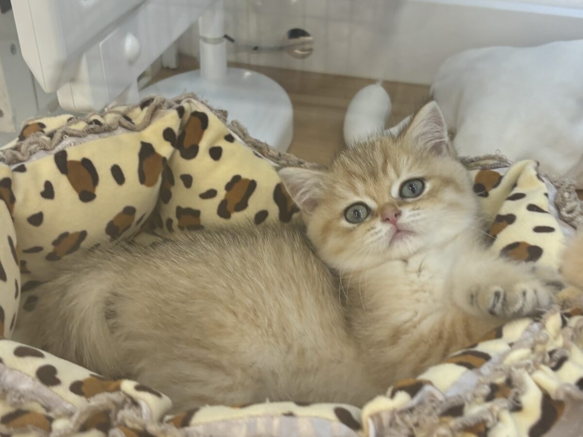 ブリティッシュショートヘア