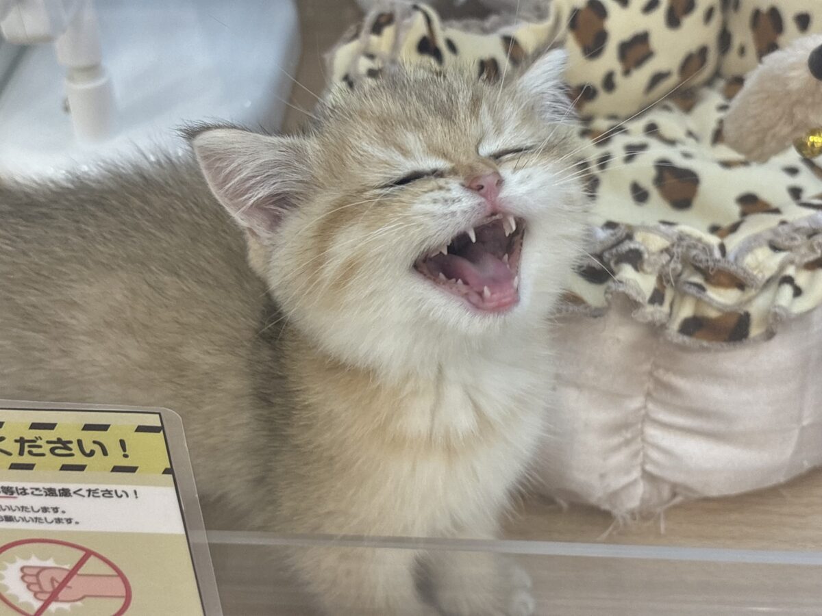 ブリティッシュショートヘア