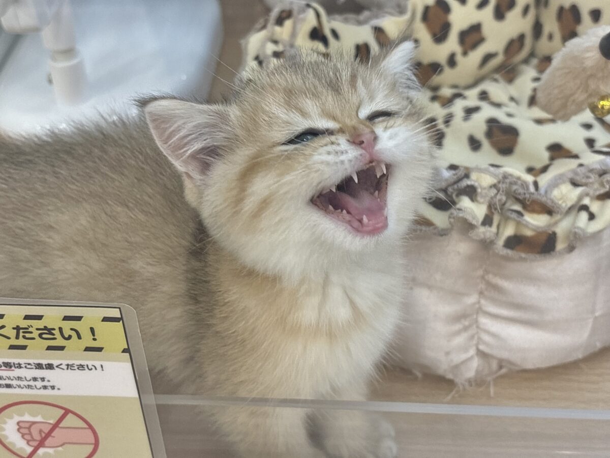 ブリティッシュショートヘア
