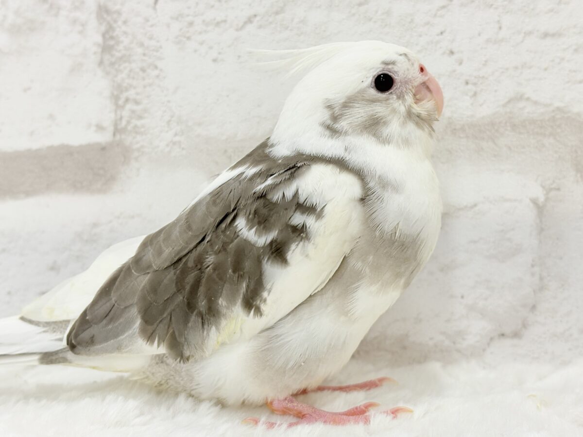 ベビーフェイスの可愛い天使ちゃん✨💕オカメインコ(WFパイド) オカメインコ