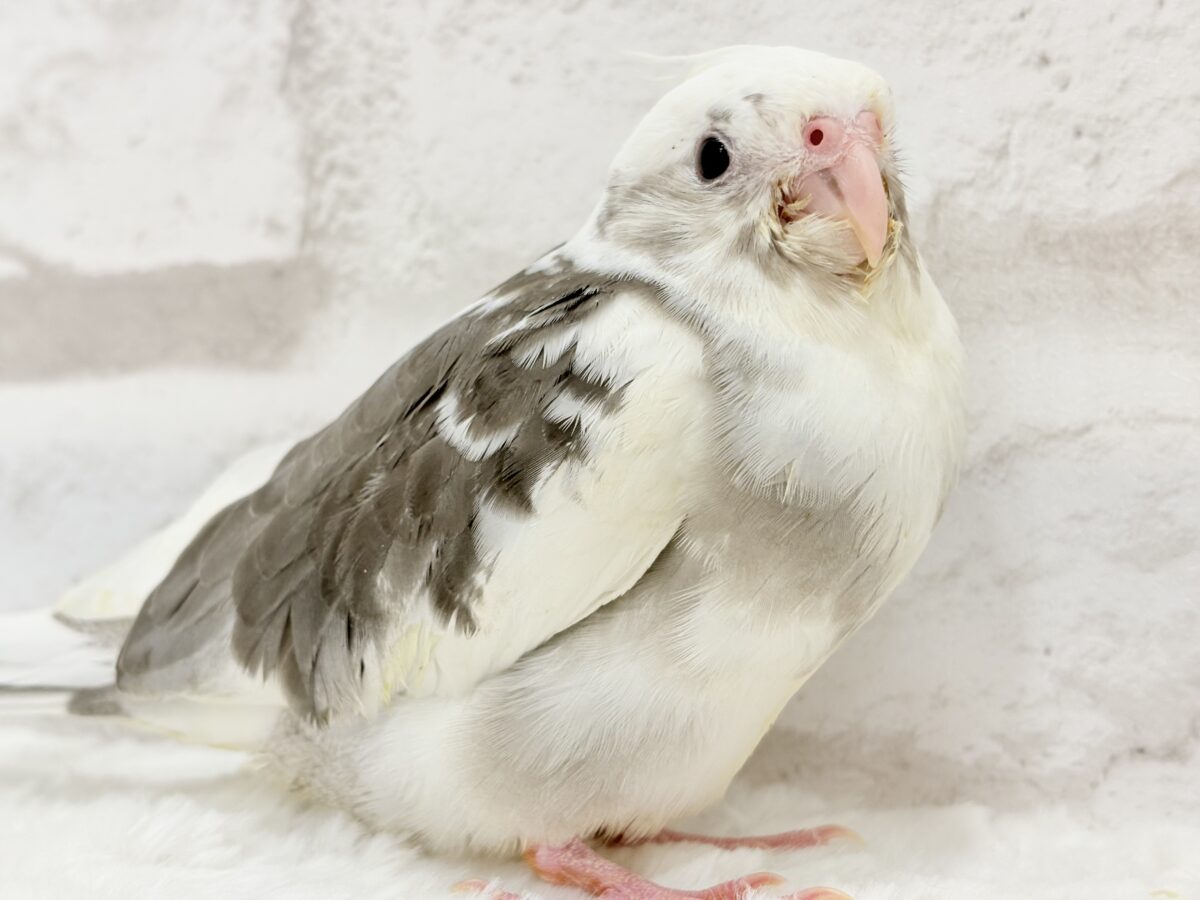 ベビーフェイスの可愛い天使ちゃん✨💕オカメインコ(WFパイド) オカメインコ