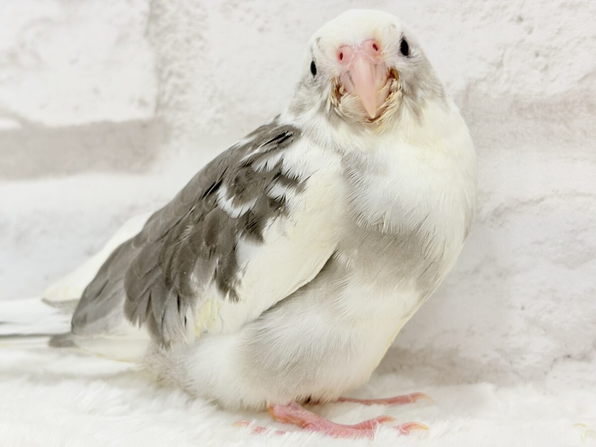 ベビーフェイスの可愛い天使ちゃん✨💕オカメインコ(WFパイド) オカメインコ