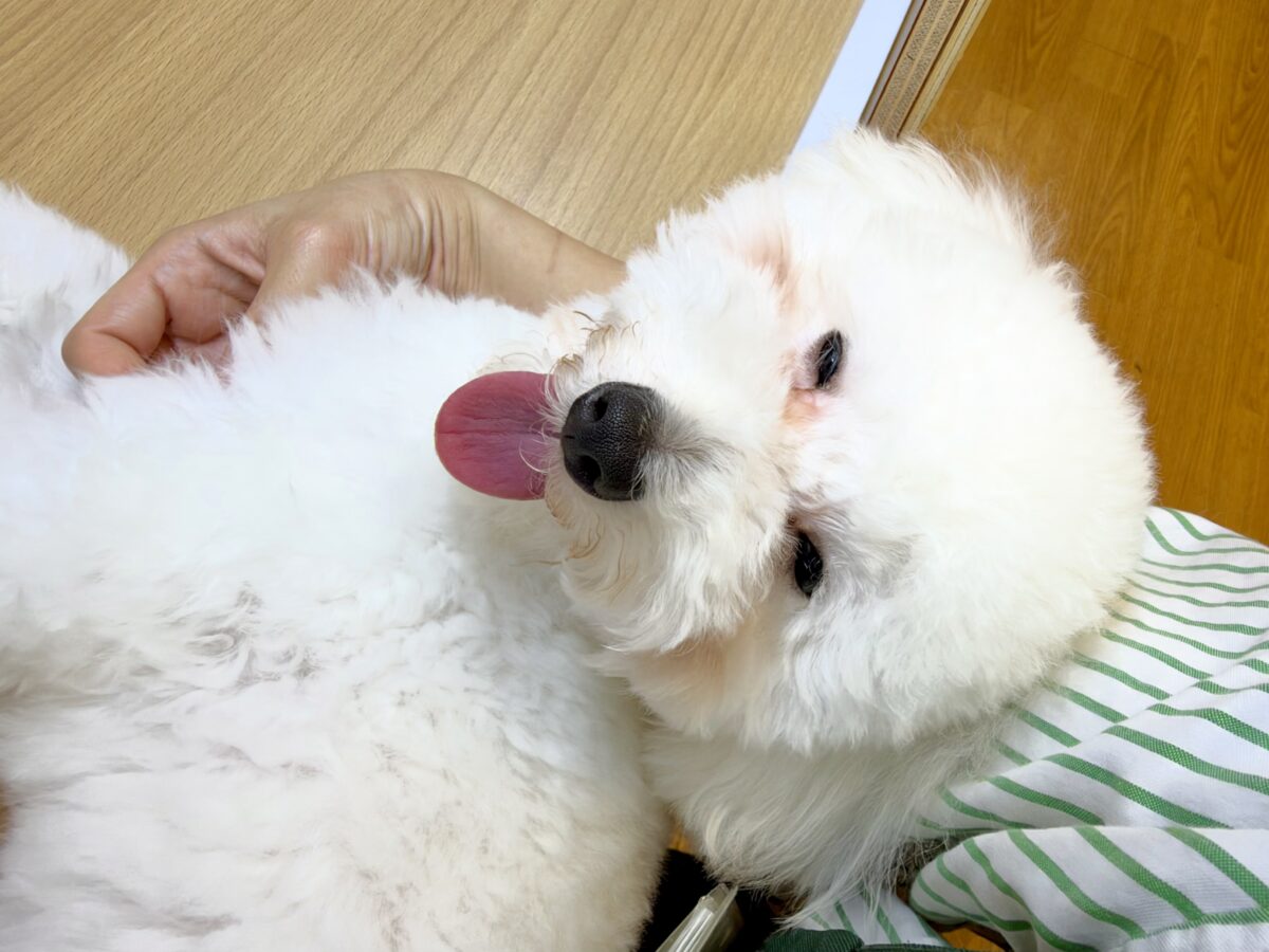 トイプードル