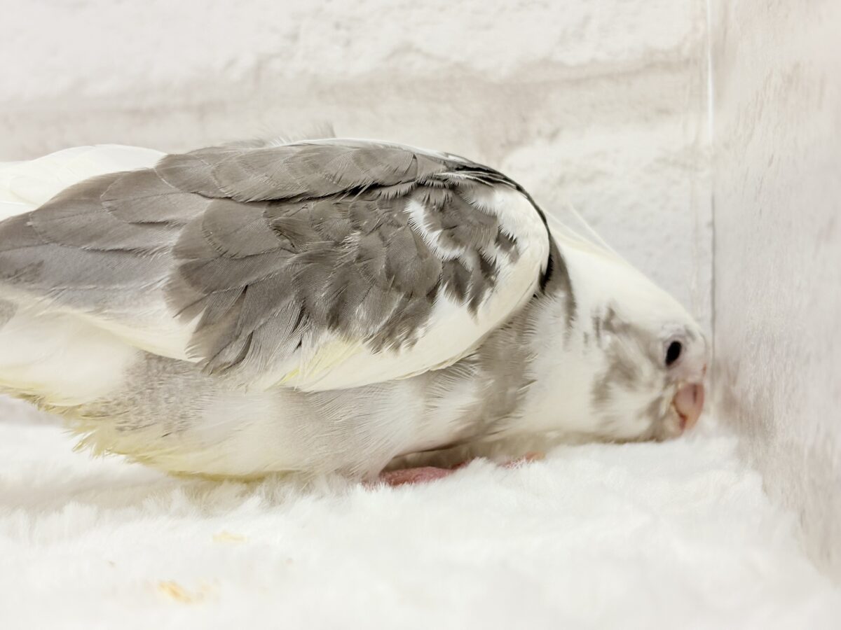 ベビーフェイスの可愛い天使ちゃん✨💕オカメインコ(WFパイド) オカメインコ
