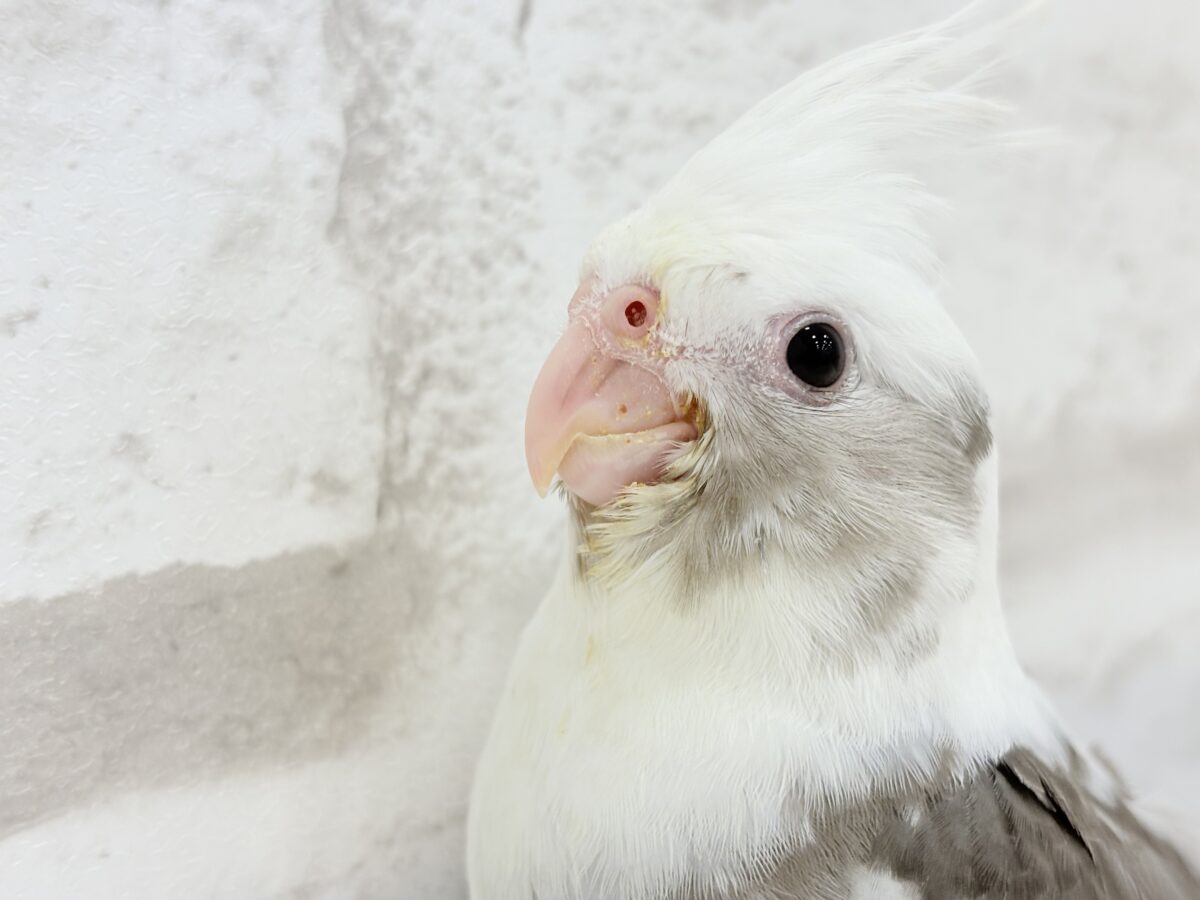 オカメインコ