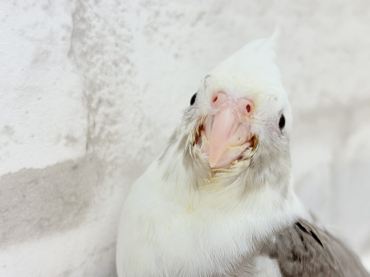 オカメインコ
