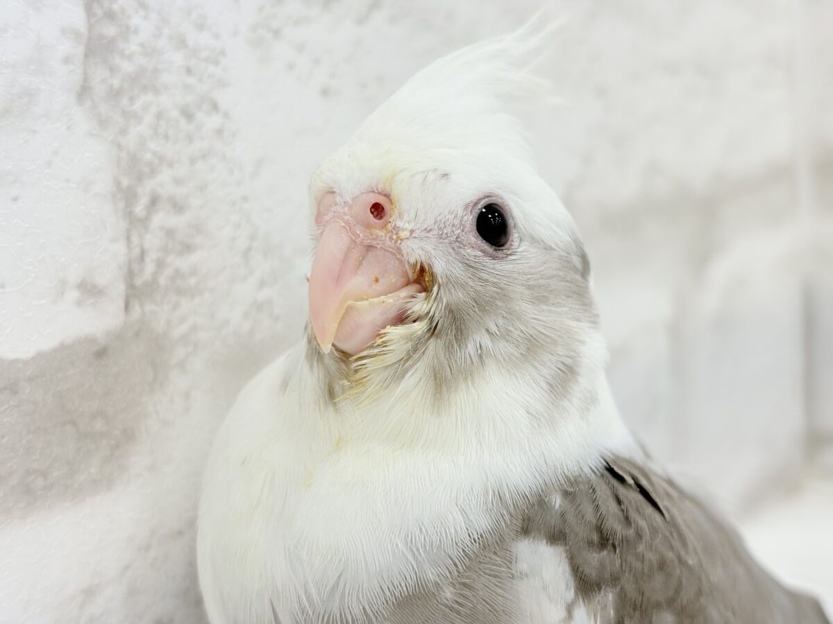ベビーフェイスの可愛い天使ちゃん✨💕オカメインコ(WFパイド) オカメインコ