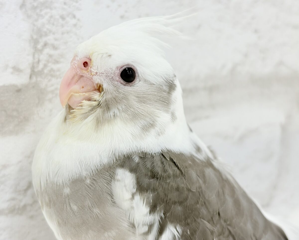 ベビーフェイスの可愛い天使ちゃん✨💕オカメインコ(WFパイド) ベビーフェイスの可愛い天使ちゃん✨💕オカメインコ(WFパイド)