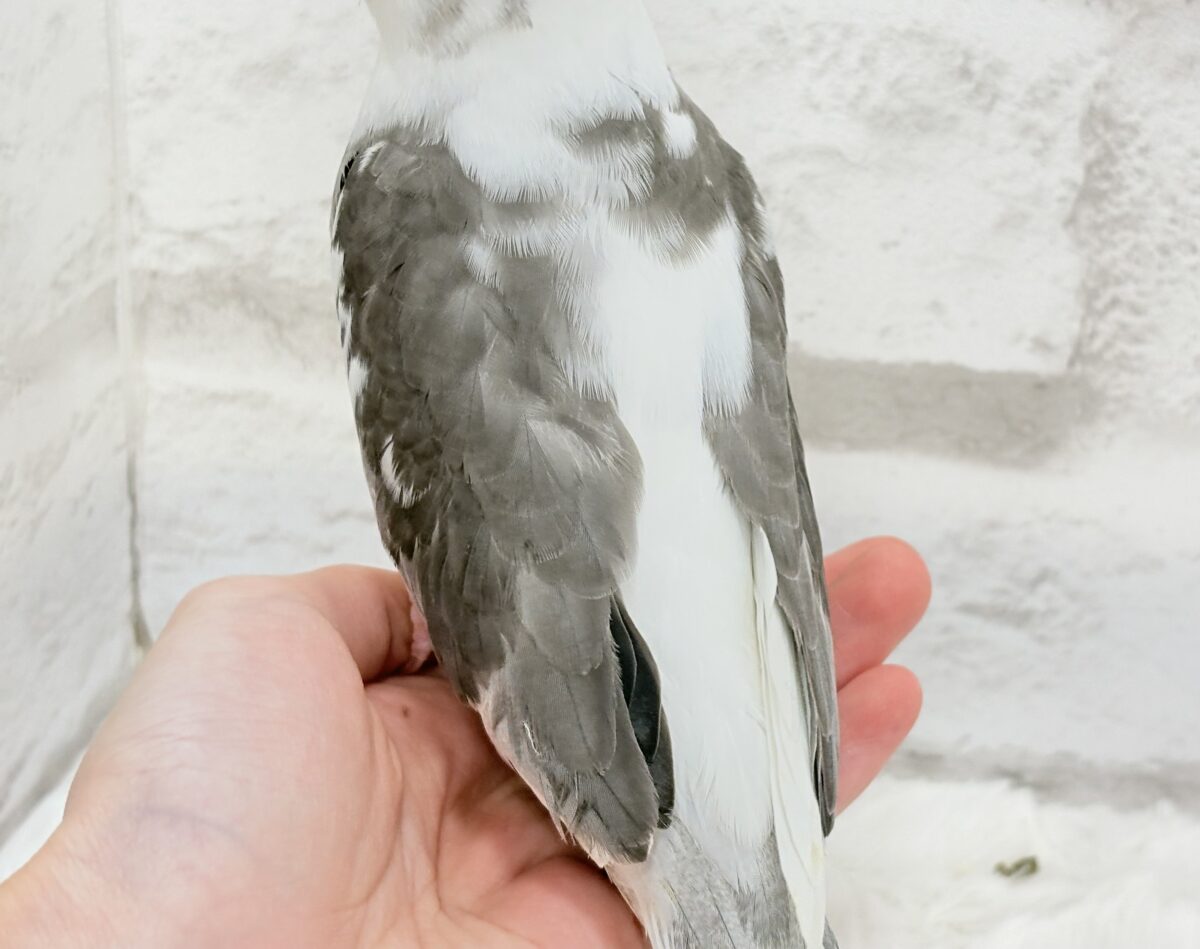 オカメインコ
