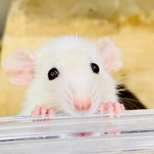 お顔に全てを詰め込んで🧡ワンポイントが可愛いファンシーラットの女の子🐭