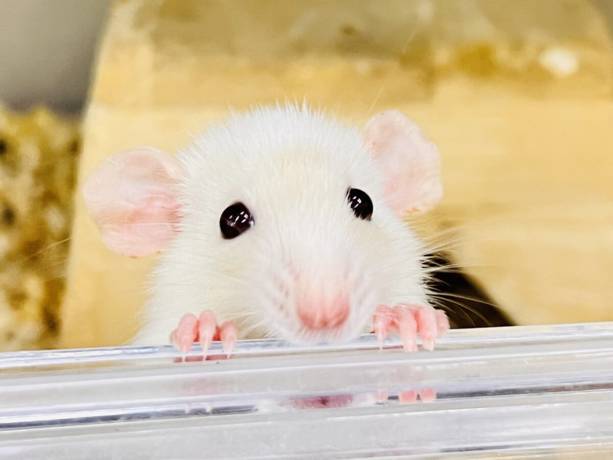 お顔に全てを詰め込んで🧡ワンポイントが可愛いファンシーラットの女の子🐭