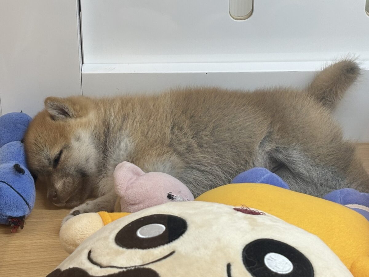 柴犬