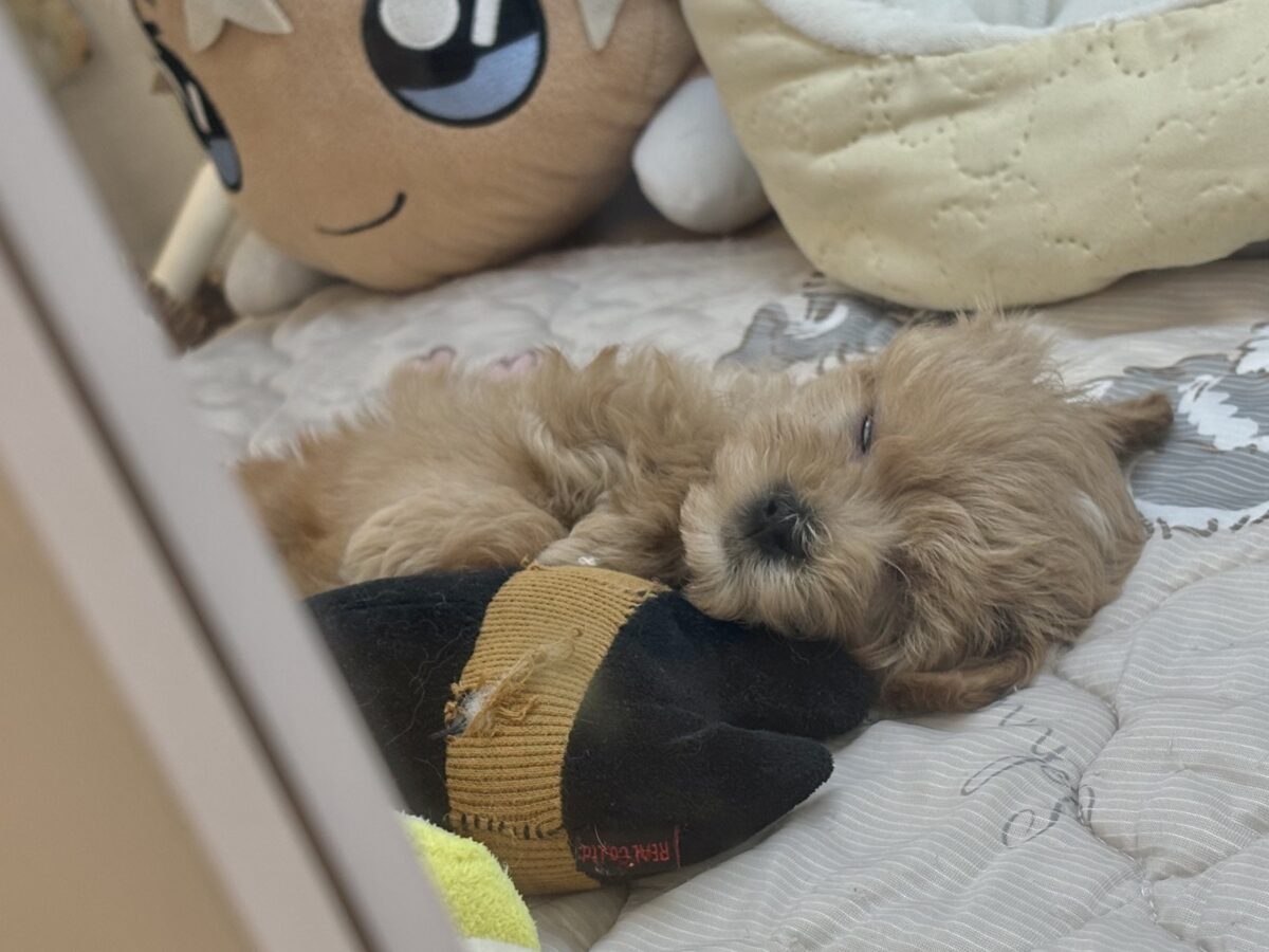 マルプー