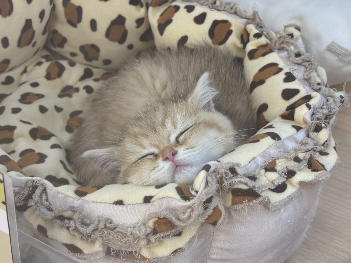 ブリティッシュショートヘア