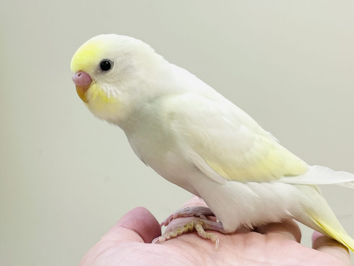 💛セキセイインコ(クリーム)ヒナちゃんがやってきたよ! セキセイインコ