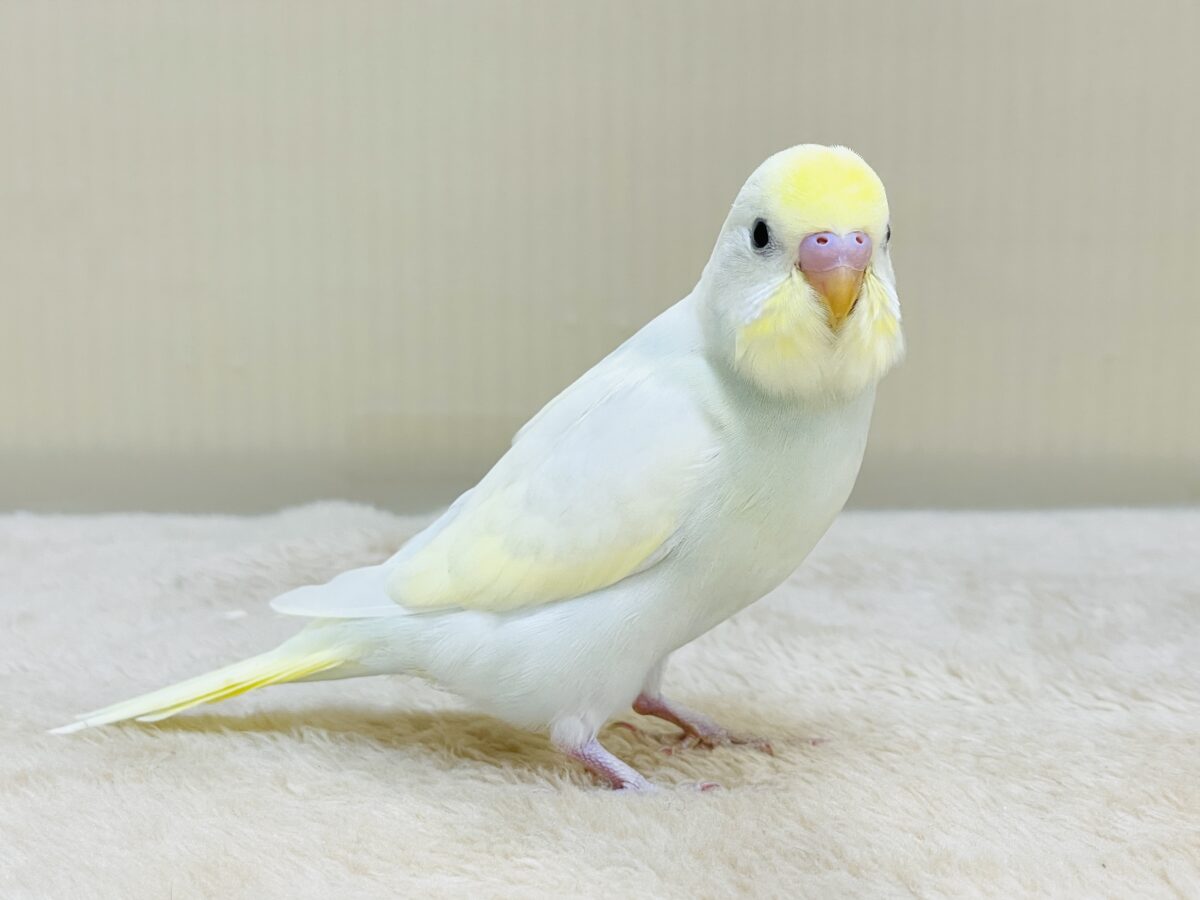 💛セキセイインコ(クリーム)ヒナちゃんがやってきたよ! セキセイインコ