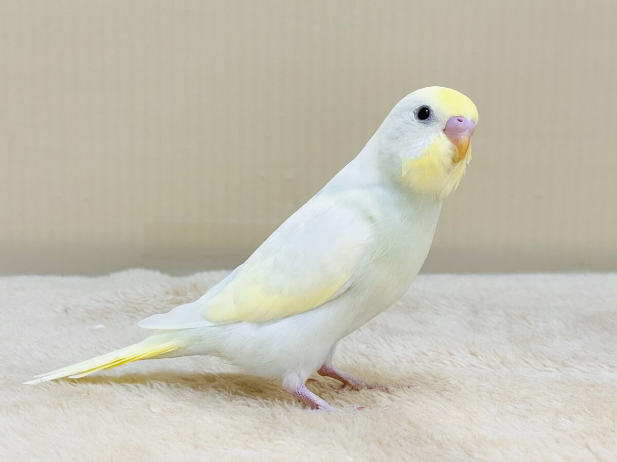💛セキセイインコ(クリーム)ヒナちゃんがやってきたよ! セキセイインコ